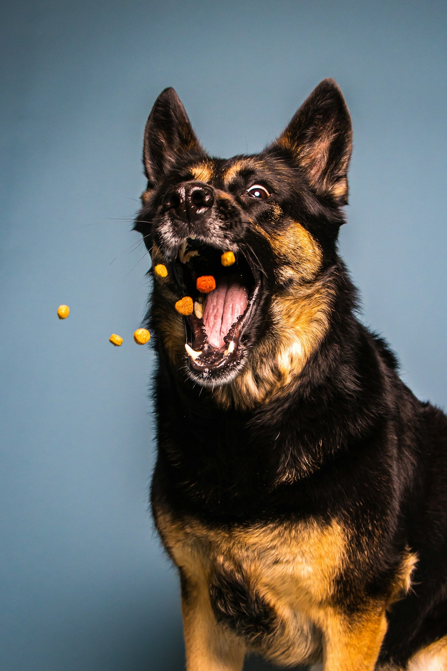 Understanding Your Pet’s Unique Dietary Requirements
