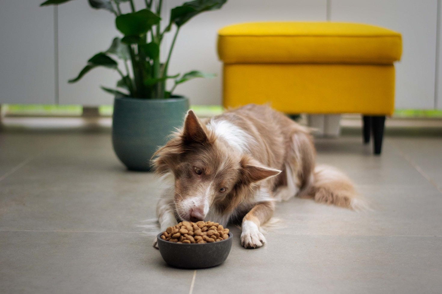Supporting Your Senior Pet Through Proper Nutrition