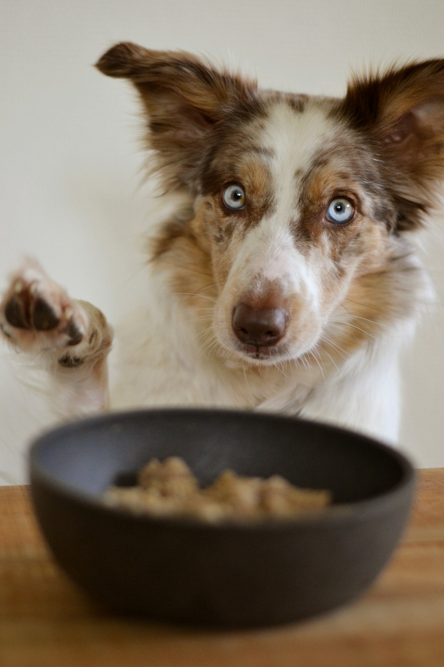 Signs That Your Pet Needs A Diet Change