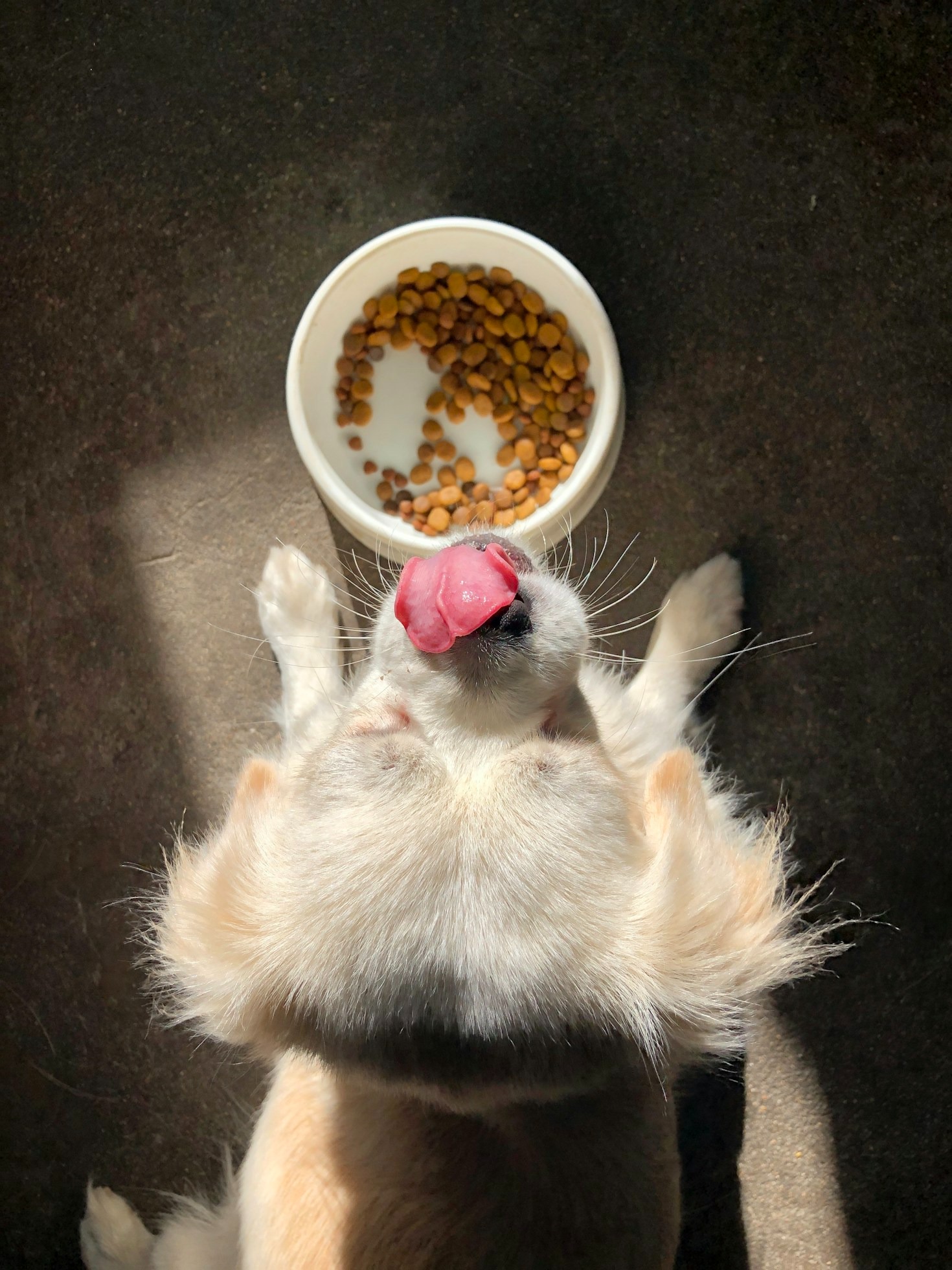 Creating Balanced Meal Plans For Your Companion